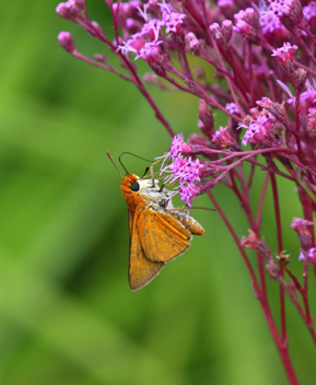 Palmetto Skipper